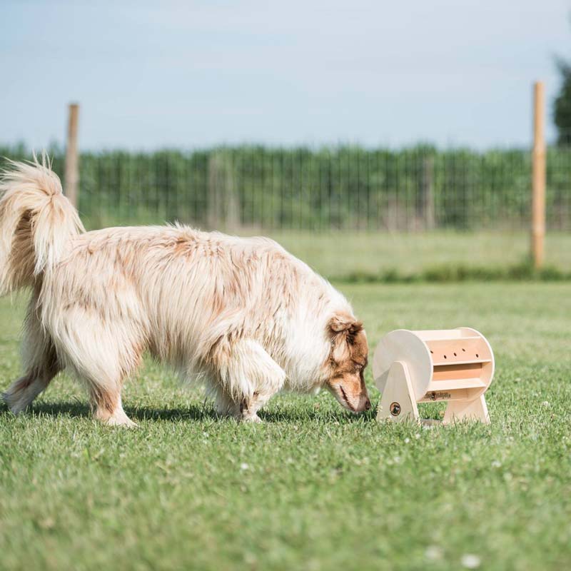 Pet Toys